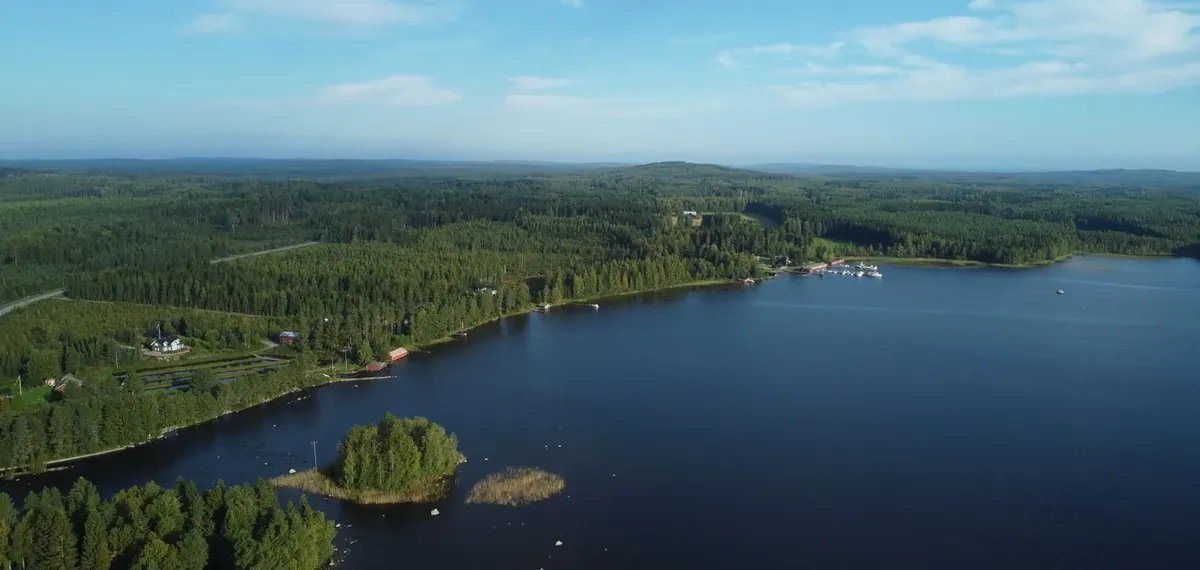 A lake and pine forest in Finland at dusk.