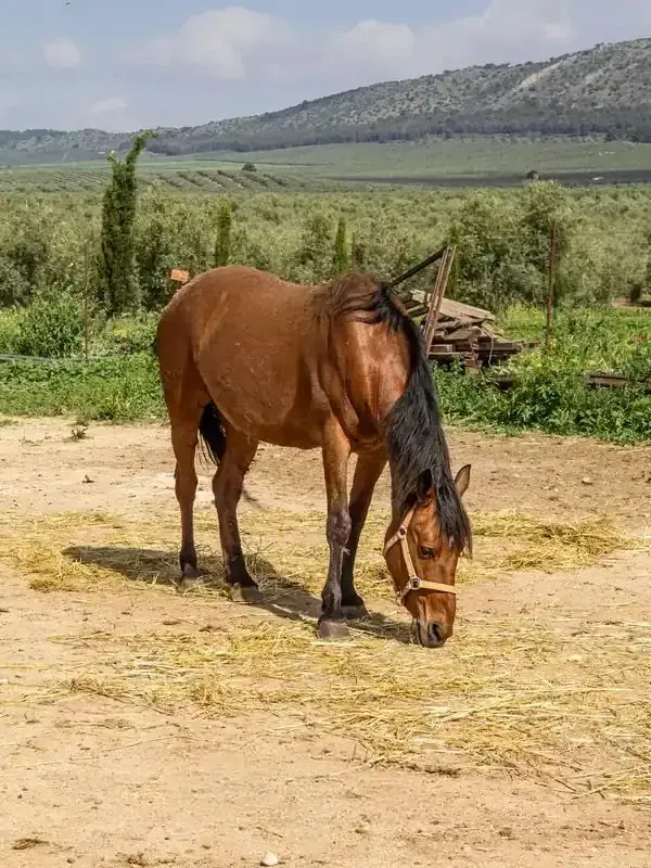 One of the horses at Sierra Recovery grazing in the paddock.