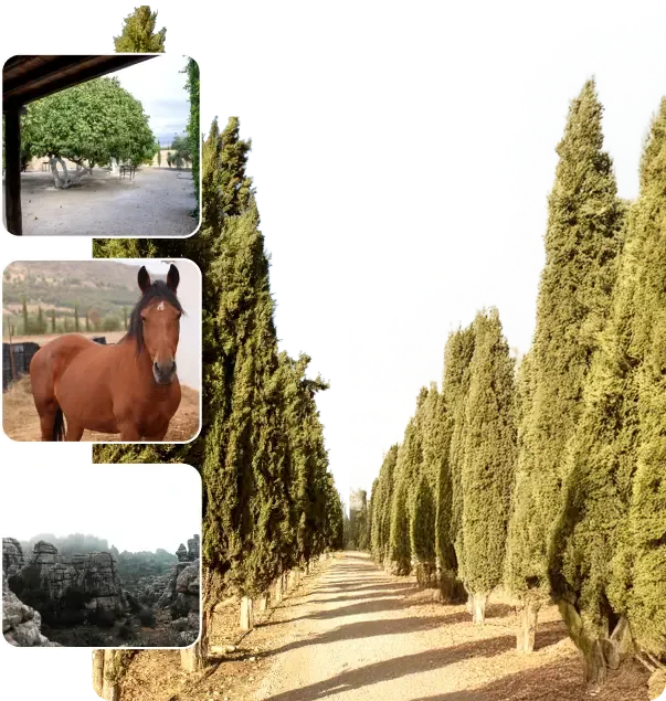 Equine therapy in the grounds at Sierra Recovery