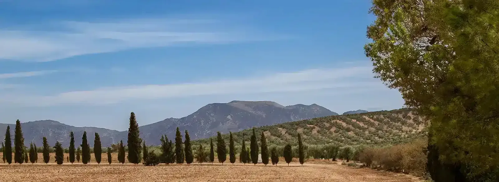 The sierra above the olive groves at Sierra Recovery, with the avenue of cypress trees in front.