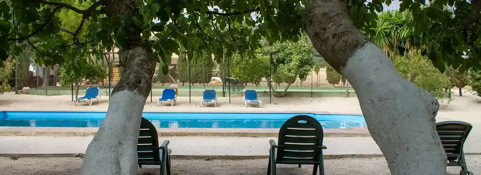 The pool under the fig tree.