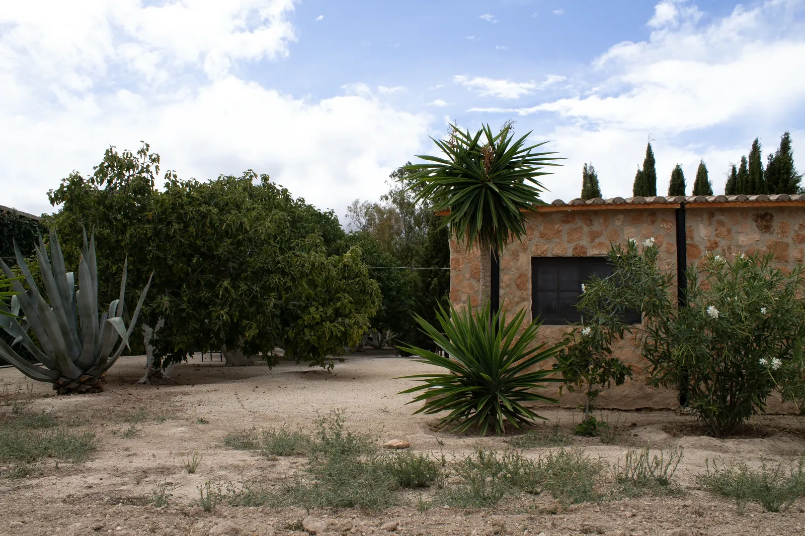 Agave and yucca in the grounds.