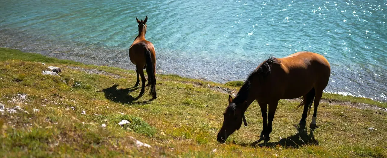 Horses used in equine therapy.