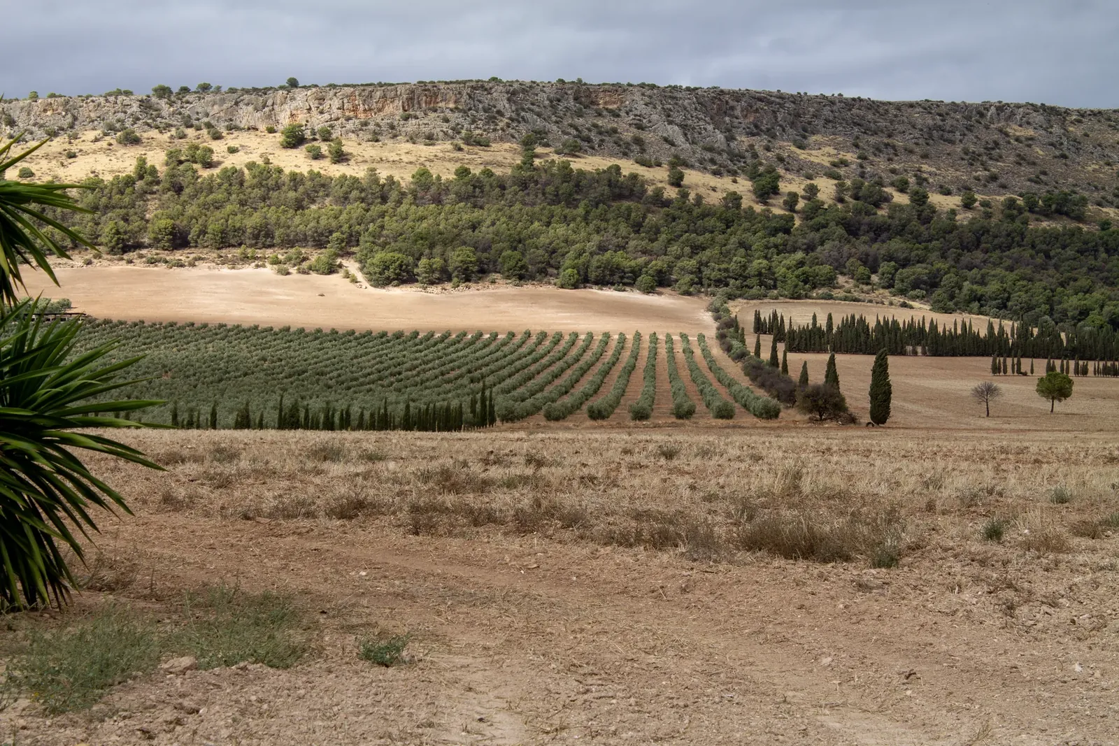Olive groves and hills around Sierra Recovery near Humilladero.