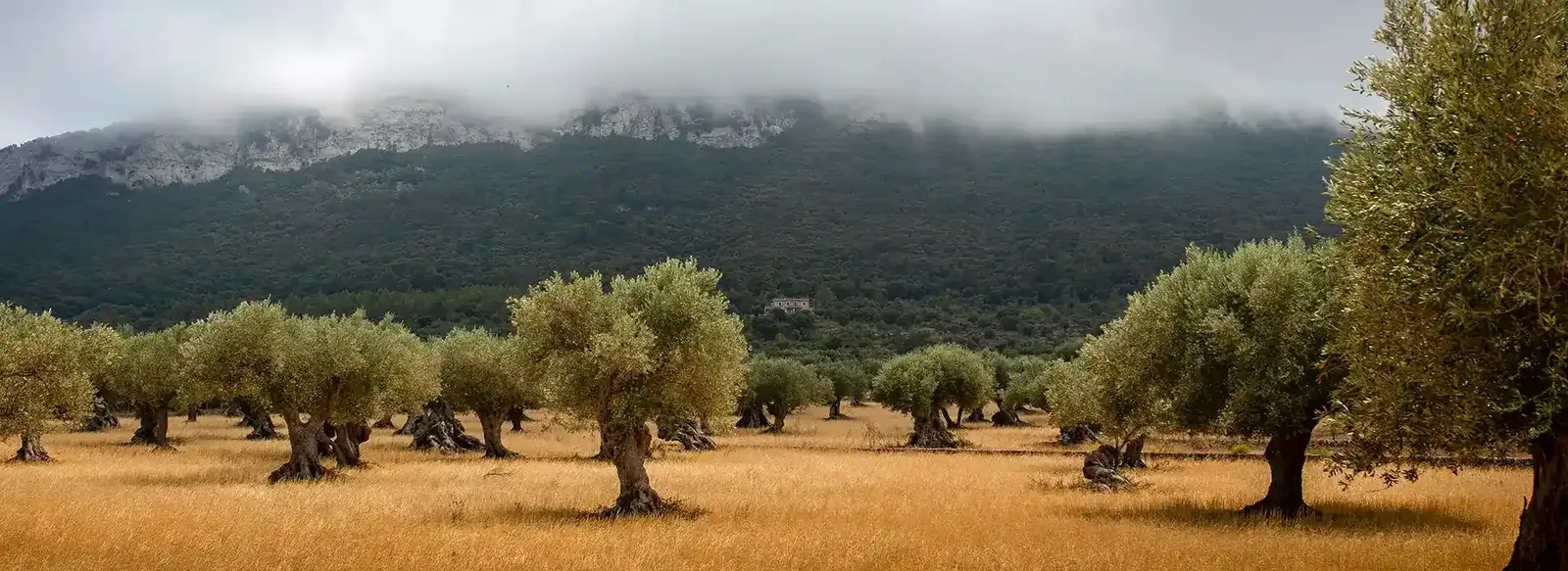 Olive groves around the clinic.