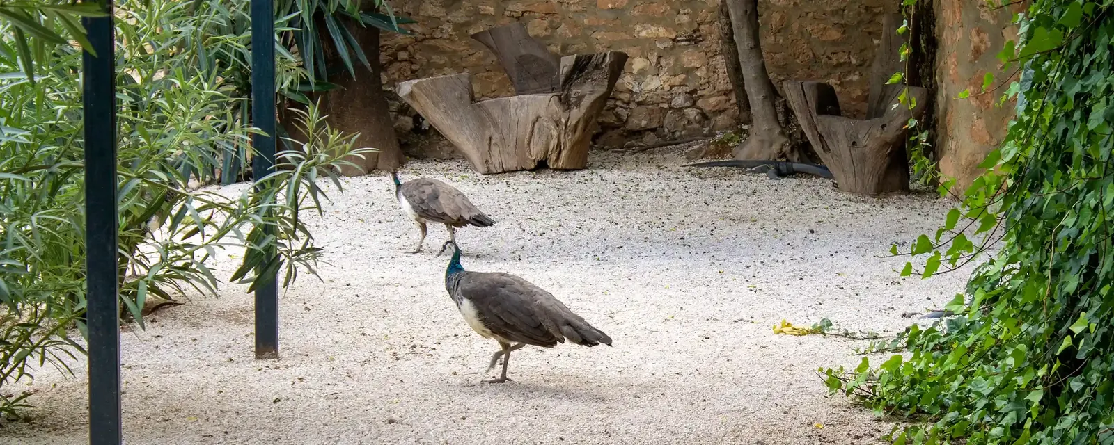 A peacock walking through the courtyard at Sierra Recovery.