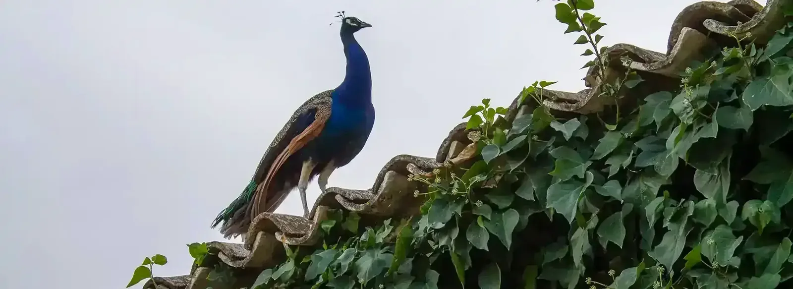 A peacock on the ivy-covered roof tiles of the cortijo at Sierra Recovery.
