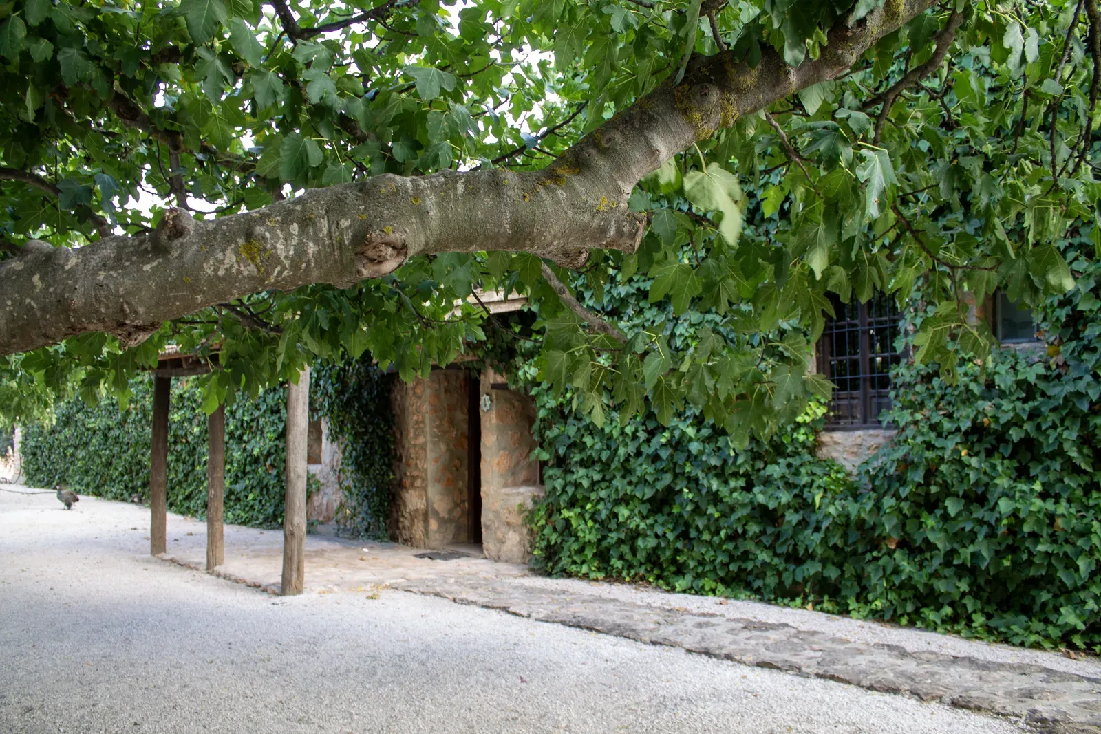 The vine-covered pergola walkway at Sierra Recovery's drug rehab clinic in Spain.